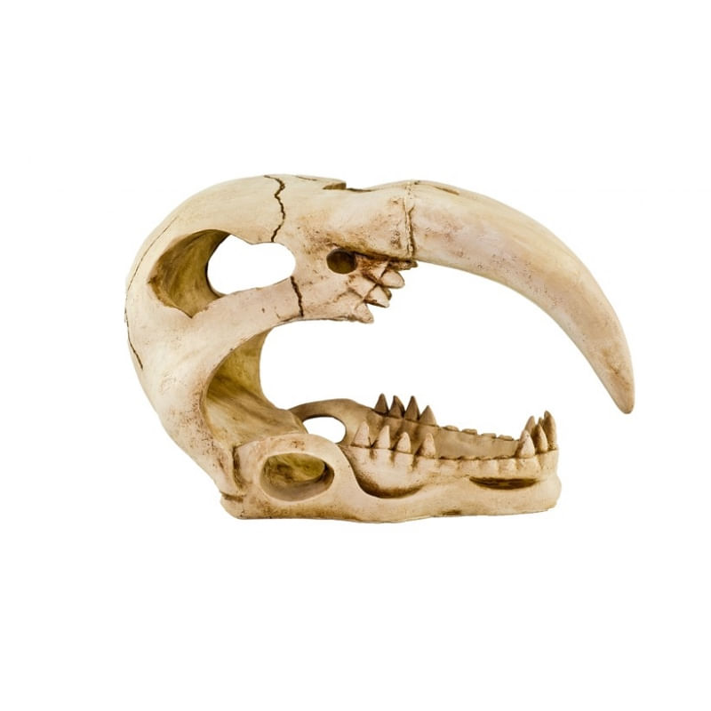cranio-tigre-de-dente-de-sabre-decoracao-terrario