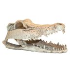 Toca_Em_Resina_Cranio_De_Crocodilo_Grande_Para_Repteis_E_Aracnideos
