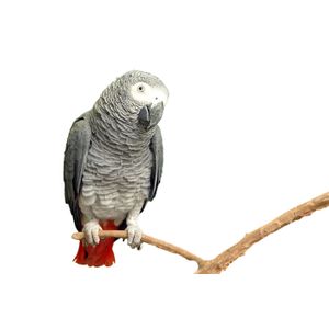 Papagaio Do Congo (Psittacus erithacus)
