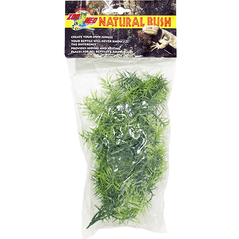 ZOOMED-PLANTA-CASHUARINA-PQ-BU-18