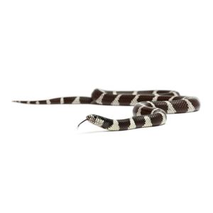 King Snake (Lampropeltis getula californiae)