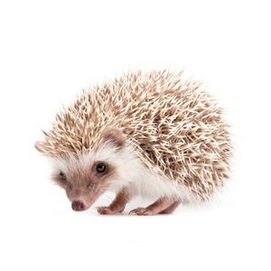 Hedgehog (Atelerix albiventris)