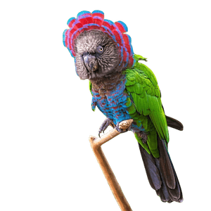 Papagaio-anacã (Deroptyus Accipitrinus)