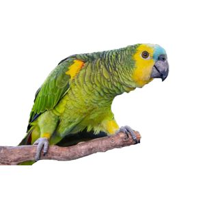 Papagaio-verdadeiro (Amazona aestiva)