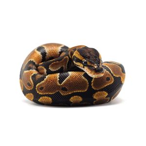 Python Ball (Python regius)