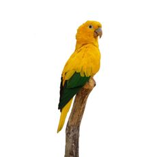 Ararajuba (Guaruba guarouba)