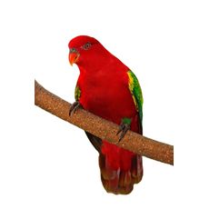 Loris Amor-Amor (Lorius garrulus)