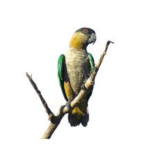 Marianinha-de-cabeça-preta (Pionites melanocephalus)