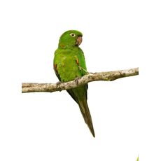 Maritaca (Psittacara leucophthalmus)