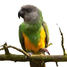 Papagaio Do Senegal (Poicephalus senegalus)