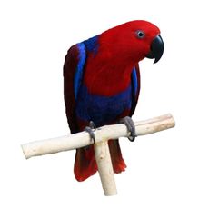 Papagaio Ecletus Fêmea (Ecletus roratus)