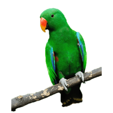 Papagaio Ecletus Macho (Ecletus roratus)