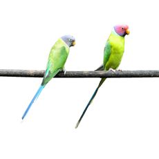 Periquito-Cabeça-De-Ameixa (Psittacula cyanocephala)