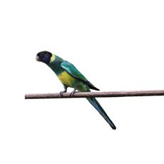 Periquito-Port-Lincoln (Barnardius zonarius)