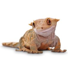 Crested Gecko (Correlophus ciliatus)