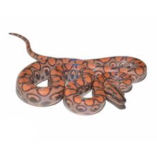 jiboia arco-íris da Amazônia (Epicrates cenchria cenchria)