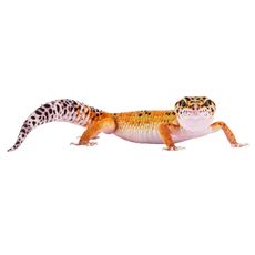 Leopard Gecko (Eublepharis macularius)