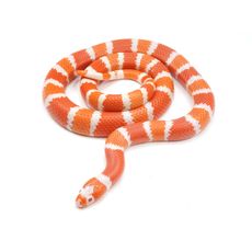 Milk Snake Albina (Lampropeltis triangulum)