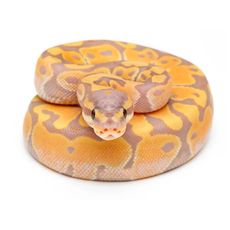 Python Ball Banana (Python regius)