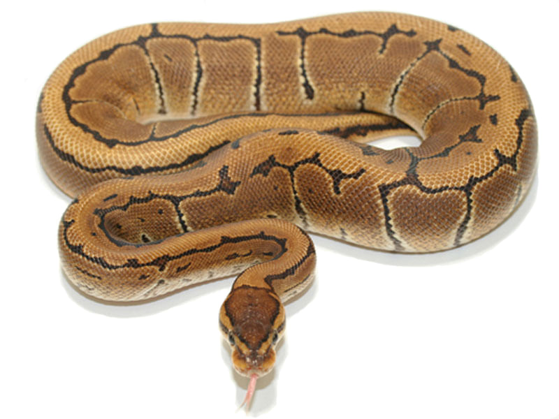 Python Ball Pinstripe (Python regius) - Da Silva Sauro - Animais Python Ball Pinstripe (Python regius) - Da Silva Sauro - Animais