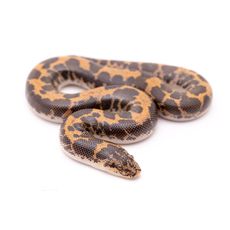 Sand Boa (Gongylophis colubrinus)