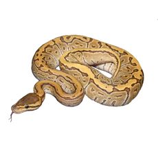 Python Ball Jigsaw (Python regius)