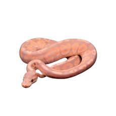 Python Ball Banana Pinstripe (Python regius)
