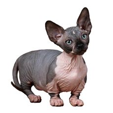 Gato Bambino