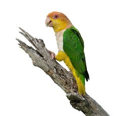 Marianinha-de-cabeça-amarela (Pionites leucogaster)