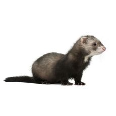 Furão (Mustela putorius furo)