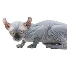 Gato Elfo