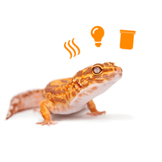Kit Completo Para Leopard Gecko Com Brinde