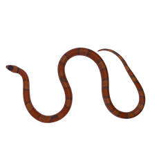 Milk Snake Honduran Extreme Hypo (Lampropeltis triangulum hondurensis)