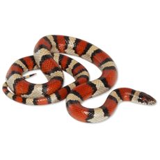 Milk Snake (Lampropeltis triangulum)