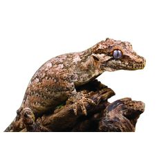 Gargula Gecko (Rhacodactylus auriculatus)